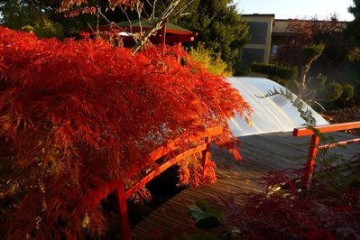 Acer Palmatum Discentum Okt 16.jpg