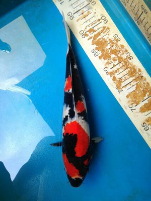 Vize Champion Koi Show Indonesia -Showa.jpg