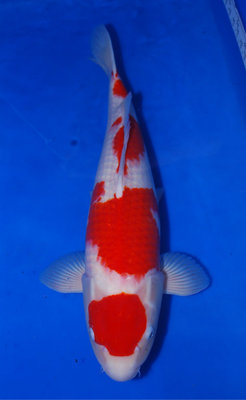 Nisai Kohaku 56cm-a.JPG