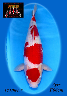 Sansai Kohaku 66cm.jpg