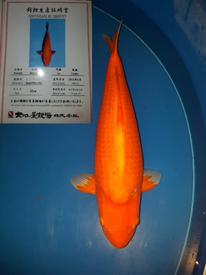 Dainichi Benigoi - Nisai 52cm - female.jpg