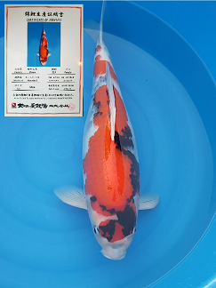 Dainichi Showa - Yonsai - 68cm - female.png