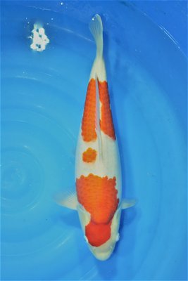 Kohaku 53 cm.JPG