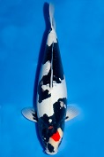 DoitsuTanchoShowa-2-F-57cm-A-DSC_1759.jpg