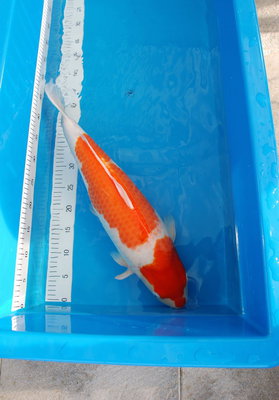 4_Kohaku_58cm_w_.JPG