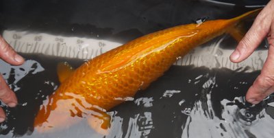 Ginrin Orenji Karashigoi mit 52cm.JPG