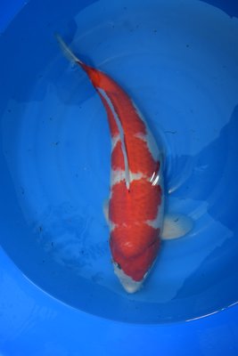 Kohaku-Maruhiro__65cm.jpg