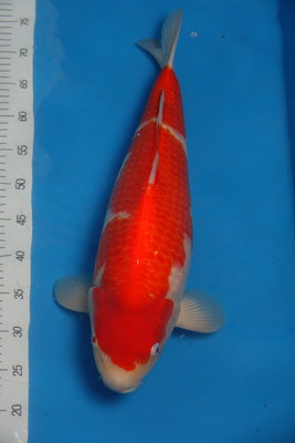 Dainichi Kohaku, w, 55 cm, 18.12.2019.jpg