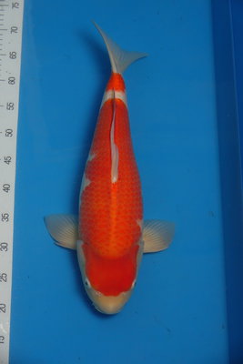 dainichi kohaku.jpg