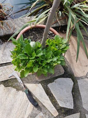 Gauklerblumen zwischen anderen Pflanzen.....jpg