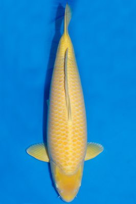 Karashigoi-2-M-75cm.jpg