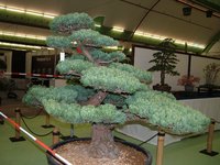 Bonsai6242.JPG