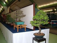 Bonsai6246.JPG