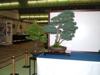 Bonsai6248.JPG