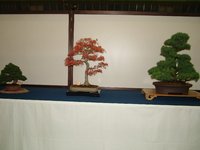 Bonsai6250.JPG