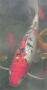 Benutzeravatar