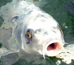 Benutzeravatar