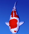 Benutzeravatar