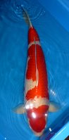 Kohaku Tamaura 69cm 1.jpg