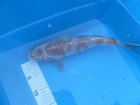 Ipiniya Ochiba 34cm.JPG