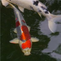 2012-08-31 Kujaku 02.JPG