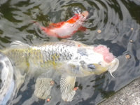 koi geschwuer.jpg