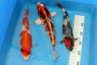 Tosai29-30.jpg
