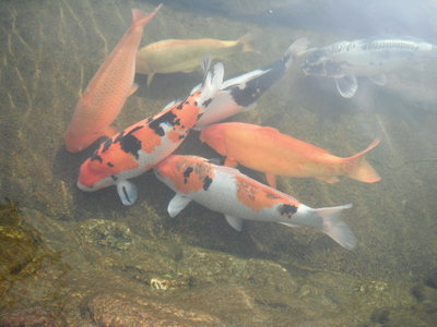 DSCF0260.JPG