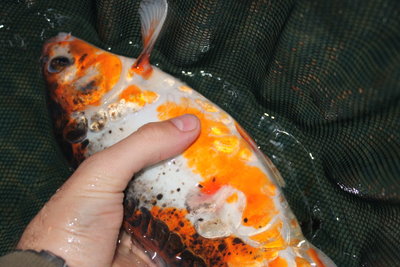 koi.jpg
