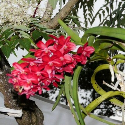 2012-08-31 Orchidee 015.JPG
