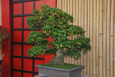 Bonsai 90.jpg