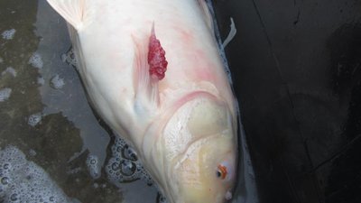 IMG_1952.JPG