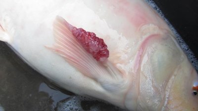 IMG_1955.JPG