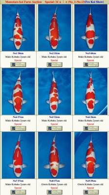 Momotaro-koi farm Auction.jpg