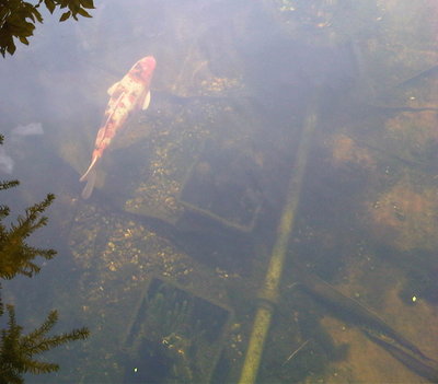 IMG00023-20100701-0944.jpg