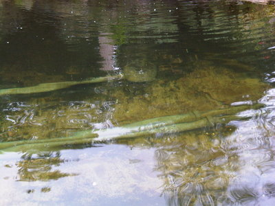 IMG00306-20100508-0845.jpg