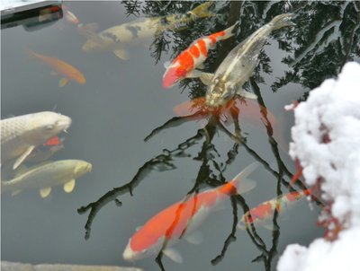 2012-10-28 erster Schnee 2012 018.JPG
