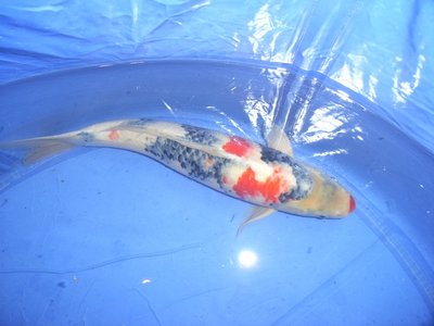 tn_Koi Tirol Showa Seckiguchi Nov. 2012 58cm (4).jpg