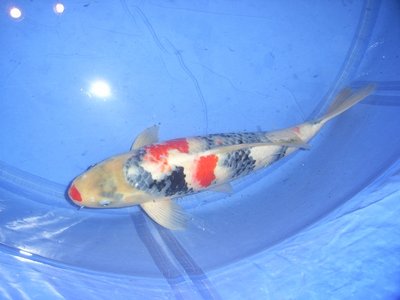 tn_Koi Tirol Showa Seckiguchi Nov. 2012 58cm (2).jpg