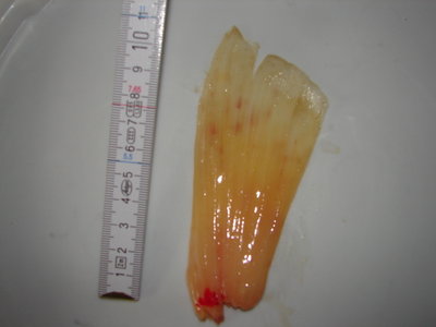 DSC01070.JPG