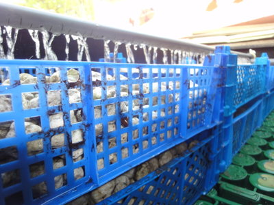 Rieselfilter 10-2012 005.jpg