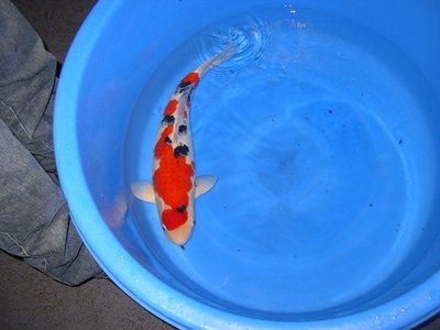 51.JPG