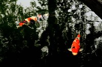 IMG_4849.JPG