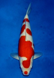 No.18_48cm.jpg