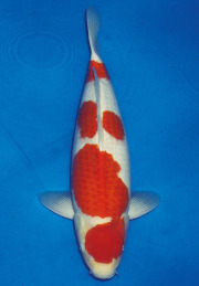 no3_54cm.jpg