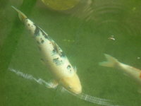 PICT1465.JPG