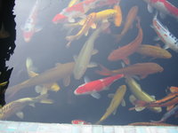img2522k.jpg