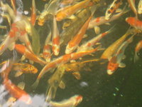 img2545c.jpg