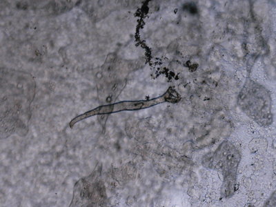 PLUS0034.JPG