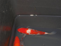 Kohaku.jpg